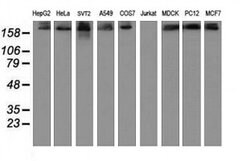 USP9X Monoclonal Antibody (OTI2B4), TrueMAB , OriGene 100 &mu;L; Unconjugated:Antibodies,