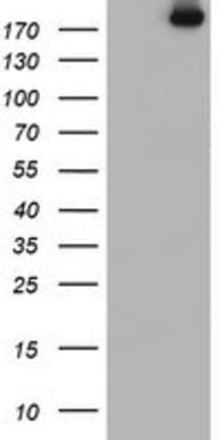 USP9X Mouse anti-Canine, Human, Mouse, Rat, Clone: OTI2G7, lyophilized,