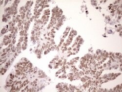 UTP11L Mouse anti-Human, Clone: OTI5F3, lyophilized, TrueMAB 100 &mu;g;