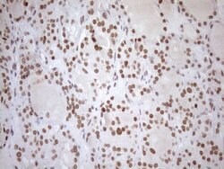 UTP11L Mouse anti-Human, Clone: OTI5F3, lyophilized, TrueMAB 100 &mu;g;