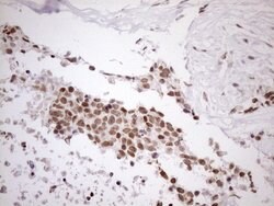 UTP11L Mouse anti-Human, Clone: OTI5F3, lyophilized, TrueMAB 100 &mu;g;