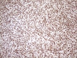 UTP11L Mouse anti-Human, Clone: OTI5F3, lyophilized, TrueMAB 100 &mu;g;