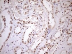 UTP11L Mouse anti-Human, Clone: OTI5F3, lyophilized, TrueMAB 100 &mu;g;