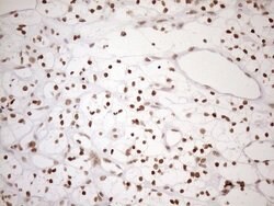 UTP11L Mouse anti-Human, Clone: OTI5F3, lyophilized, TrueMAB 100 &mu;g;
