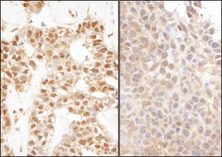 Ubiquitin Rabbit anti-Bovine, Human, Mouse, Polyclonal, Bethyl Laboratories