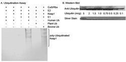 Ubiquitin Polyclonal Antibody, Bethyl Laboratories:Antibodies:Primary Antibodies