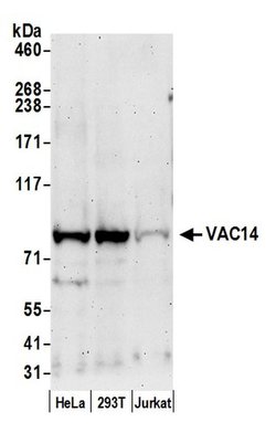 VAC14 Polyclonal Antibody, Bethyl Laboratories:Antibodies:Primary Antibodies