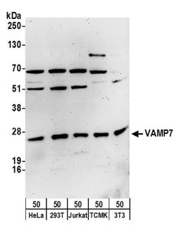 VAMP7 Rabbit anti-Human, Mouse, Polyclonal, Bethyl Laboratories 100 &mu;L | Buy Online | Bethyl Laboratories, Inc | Fisher Scientific