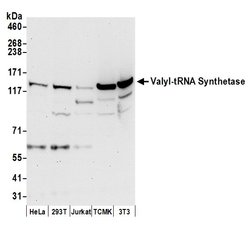 Valyl-tRNA Synthetase/VARS Polyclonal Antibody, Bethyl Laboratories 20