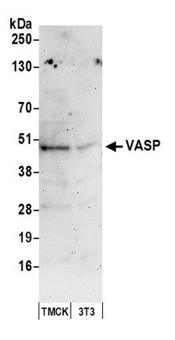 VASP Rabbit anti-Human, Mouse, Polyclonal, Bethyl Laboratories 100 &mu;L;