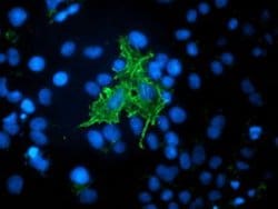 VASP Mouse anti-Human, Clone: OTI1H8, lyophilized, TrueMAB 100 &mu;g; Unconjugated:Antibodies,