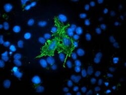 VASP Monoclonal Antibody (OTI1H8), TrueMAB , OriGene 100 &mu;L; Unconjugated:Antibodies,