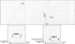 VBP1 Mouse anti-Human, Clone: UMAB75, liquid, UltraMAB 30 &mu;L; Unconjugated:Antibodies,