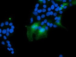 VBP1 Mouse anti-Canine, Human, Mouse, Rat, Clone: OTI2A3, liquid, TrueMAB