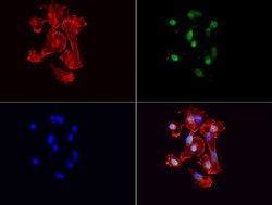 VBP1 Mouse anti-Human, Clone: UMAB75, liquid, UltraMAB 30 &mu;L; Unconjugated:Antibodies,