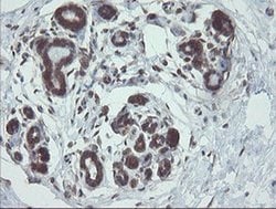 VBP1 Monoclonal Antibody (OTI1D1), TrueMAB , OriGene 100 &mu;L; Unconjugated:Antibodies,