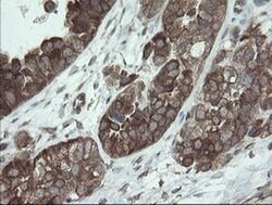 VBP1 Monoclonal Antibody (OTI1D1), TrueMAB , OriGene 100 &mu;L; Unconjugated:Antibodies,