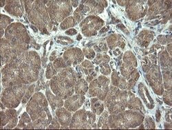 VBP1 Monoclonal Antibody (OTI1D1), TrueMAB , OriGene 100 &mu;L; Unconjugated:Antibodies,