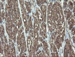 VBP1 Monoclonal Antibody (OTI1D1), TrueMAB , OriGene 100 &mu;L; Unconjugated:Antibodies,