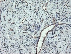 VBP1 Monoclonal Antibody (OTI1D1), TrueMAB , OriGene 100 &mu;L; Unconjugated:Antibodies,