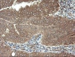 VBP1 Monoclonal Antibody (OTI1D1), TrueMAB , OriGene 100 &mu;L; Unconjugated:Antibodies,