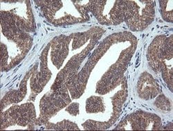 VBP1 Monoclonal Antibody (OTI1D1), TrueMAB , OriGene 100 &mu;L; Unconjugated:Antibodies,