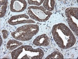VBP1 Monoclonal Antibody (OTI1D1), TrueMAB , OriGene 100 &mu;L; Unconjugated:Antibodies,
