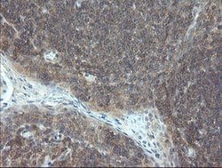 VBP1 Monoclonal Antibody (OTI1D1), TrueMAB , OriGene 100 &mu;L; Unconjugated:Antibodies,