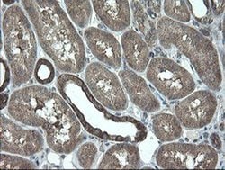 VBP1 Monoclonal Antibody (OTI1D1), TrueMAB , OriGene 100 &mu;L; Unconjugated:Antibodies,