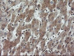 VBP1 Monoclonal Antibody (OTI1D1), TrueMAB , OriGene 100 &mu;L; Unconjugated:Antibodies,