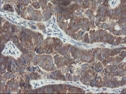 VBP1 Mouse anti-Canine, Human, Mouse, Rat, Clone: OTI1A5, lyophilized,