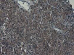 VBP1 Mouse anti-Canine, Human, Mouse, Rat, Clone: OTI1A5, lyophilized,