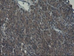 VBP1 Monoclonal Antibody (OTI1A5), TrueMAB , OriGene 100 &mu;L; Unconjugated:Antibodies,