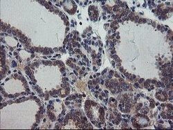 VBP1 Mouse anti-Canine, Human, Mouse, Rat, Clone: OTI1A5, lyophilized,