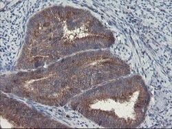 VBP1 Mouse anti-Canine, Human, Mouse, Rat, Clone: OTI1A5, lyophilized,