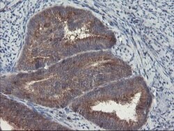 VBP1 Monoclonal Antibody (OTI1A5), TrueMAB , OriGene 100 &mu;L; Unconjugated:Antibodies,