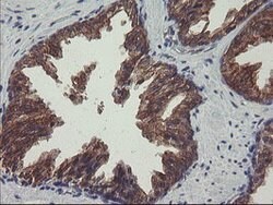VBP1 Mouse anti-Canine, Human, Mouse, Rat, Clone: OTI1A5, lyophilized,