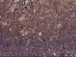 VBP1 Mouse anti-Canine, Human, Mouse, Rat, Clone: OTI1A5, lyophilized,