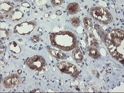 VBP1 Mouse anti-Canine, Human, Mouse, Rat, Clone: OTI1A5, lyophilized,