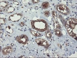VBP1 Monoclonal Antibody (OTI1A5), TrueMAB , OriGene 100 &mu;L; Unconjugated:Antibodies,
