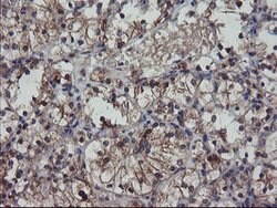 VBP1 Mouse anti-Canine, Human, Mouse, Rat, Clone: OTI1A5, lyophilized,