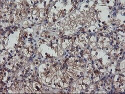 VBP1 Monoclonal Antibody (OTI1A5), TrueMAB , OriGene 100 &mu;L; Unconjugated:Antibodies,