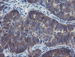VBP1 Mouse anti-Canine, Human, Mouse, Rat, Clone: OTI2A3, liquid, TrueMAB