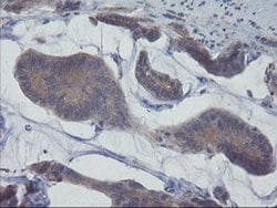 VBP1 Mouse anti-Canine, Human, Mouse, Rat, Clone: OTI2A3, liquid, TrueMAB