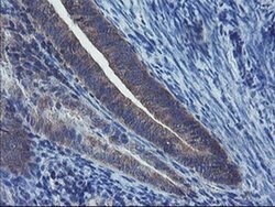 VBP1 Mouse anti-Canine, Human, Mouse, Rat, Clone: OTI2A3, liquid, TrueMAB