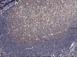 VBP1 Mouse anti-Canine, Human, Mouse, Rat, Clone: OTI2A3, liquid, TrueMAB