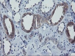 VBP1 Mouse anti-Canine, Human, Mouse, Rat, Clone: OTI2A3, liquid, TrueMAB