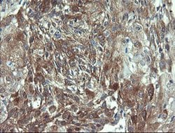 VBP1 Monoclonal Antibody (OTI2C2), TrueMAB , OriGene 100 &mu;L; Unconjugated:Antibodies,