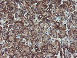 VBP1 Monoclonal Antibody (OTI2C2), TrueMAB , OriGene 100 &mu;L; Unconjugated:Antibodies,