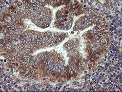 VBP1 Monoclonal Antibody (OTI2C2), TrueMAB , OriGene 100 &mu;L; Unconjugated:Antibodies,